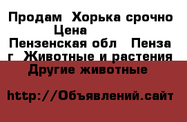 Продам  Хорька срочно › Цена ­ 1 000 - Пензенская обл., Пенза г. Животные и растения » Другие животные   